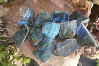 Polished One Side Polished Labradorite Slices  x 12 From Madagascar