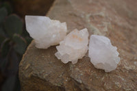 Natural Single White Cactus Quartz Crystals x 70 From Boekenhouthoek, South Africa