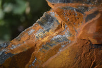 Natural Sliced Tigers Eye Specimen x 1 From Prieska, South Africa - Toprock Gemstones and Minerals 