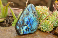 Polished Labradorite Standing Free Forms With Intense Blue & Gold Flash x 3 From Tulear, Madagascar - TopRock