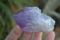 Natural Jacaranda Amethyst Single Crystal Specimens x 12 From Mumbwe, Zambia