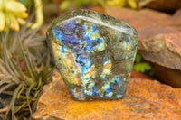 Polished Labradorite Standing Free Forms With Intense Blue & Gold Flash x 3 From Tulear, Madagascar - TopRock