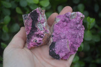 Natural Salrose Cobaltion Dolomite Specimens x 12 From Kakanda, Congo