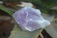 Natural Jacaranda Amethyst Single Crystal Specimens x 12 From Mumbwe, Zambia