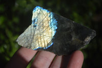 Polished One Side Polished Labradorite Slices  x 12 From Madagascar