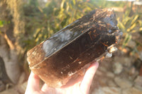 Polished  Large Morion Smokey Quartz Crystals  x 2 From Zimbabwe