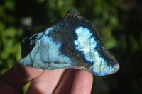 Polished One Side Polished Labradorite Slices  x 12 From Madagascar