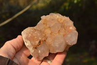 Natural Spirit Cactus Quartz Clusters With Limonite Colouring  x 6 From Boekenhouthoek, South Africa - TopRock