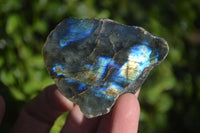 Polished One Side Polished Labradorite Slices  x 12 From Madagascar