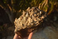 Polished  Large Morion Smokey Quartz Crystals  x 2 From Zimbabwe