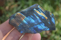 Polished One Side Polished Labradorite Slices  x 12 From Madagascar