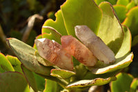 Natural Red Hematoid Phantom Quartz Crystals  x 35 From Karoi, Zimbabwe - TopRock