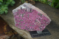 Natural XXL Pink Salrose Cobaltion Dolomite Specimen  x 1 From Kakanda, Congo - Toprock Gemstones and Minerals 