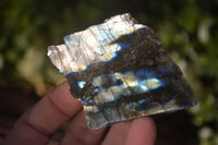 Polished One Side Polished Labradorite Slices  x 12 From Madagascar