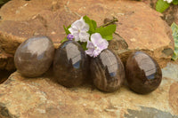 Polished Large Morion Smokey Quartz Eggs x 5 From Madagascar - TopRock