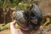 Polished Septerye Sauvage "Dragons Egg" x 1 From Mahajanga, Madagascar - TopRock