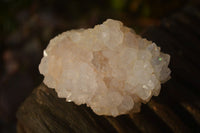 Natural White Cactus Flower Spirit Quartz Specimens x 12 From Boekenhouthoek, South Africa