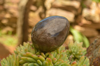 Polished Large Morion Smokey Quartz Eggs x 5 From Madagascar - TopRock