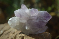 Natural Jacaranda Amethyst Clusters  x 3 From Mumbwa, Zambia - Toprock Gemstones and Minerals 