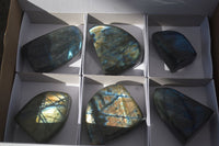 Polished Labradorite Standing Free Forms With Blue & Gold Flash  x 6 From Tulear, Madagascar - TopRock