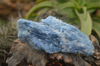 Natural Blue Kyanite In Matrix Specimens  x 3 From Karoi, Zimbabwe - TopRock