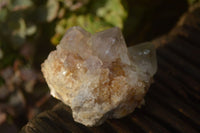 Natural White Cactus Flower Spirit Quartz Specimens x 12 From Boekenhouthoek, South Africa