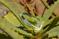 Polished Clear Quartz Crystal Points x 24 From Madagascar - TopRock