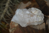 Natural White Cactus Flower Spirit Quartz Specimens x 6 From Boekenhouthoek, South Africa