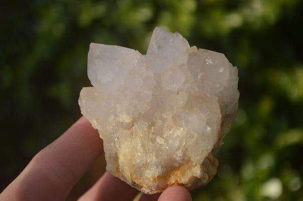 Natural White Cactus Flower Spirit Quartz Specimens x 12 From Boekenhouthoek, South Africa