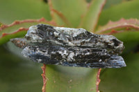 Natural Single Blue Kyanite Crystals  x 44 From Karoi, Zimbabwe