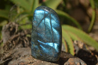 Polished Labradorite Standing Free Forms With Blue & Gold Flash  x 6 From Tulear, Madagascar - TopRock