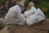 Natural White Cactus Flower Spirit Quartz Specimens x 6 From Boekenhouthoek, South Africa