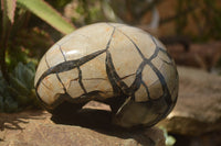 Polished Septerye Sauvage "Dragons Egg" x 1 From Mahajanga, Madagascar - TopRock