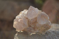 Natural White Cactus Flower Spirit Quartz Specimens x 12 From Boekenhouthoek, South Africa