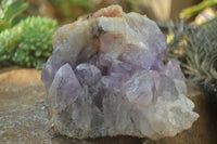 Natural Jacaranda Amethyst Cluster x 1 From Mumbwa, Zambia - TopRock