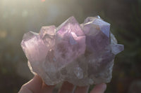 Natural Jacaranda Amethyst Clusters x 2 From Zambia