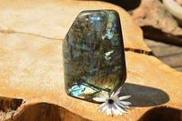 Polished Blue & Gold Labradorite Standing Free Form  x 1 From Tulear, Madagascar - TopRock