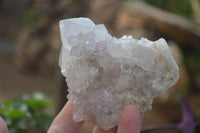 Natural White Cactus Flower Spirit Quartz Specimens x 6 From Boekenhouthoek, South Africa