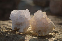 Natural White Cactus Flower Spirit Quartz Specimens x 12 From Boekenhouthoek, South Africa