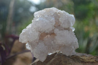 Natural White Cactus Flower Spirit Quartz Specimens x 6 From Boekenhouthoek, South Africa