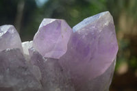 Natural Jacaranda Amethyst Clusters  x 3 From Mumbwa, Zambia - Toprock Gemstones and Minerals 