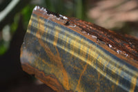 Natural Sliced Tigers Eye Specimen x 1 From Prieska, South Africa - Toprock Gemstones and Minerals 