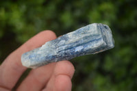 Natural Single Blue Kyanite Crystals  x 35 From Karoi, Zimbabwe - Toprock Gemstones and Minerals 