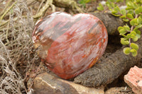 Polished Petrified Red Podocarpus Wood Hearts  x 2 From Mahajanga, Madagascar - TopRock