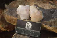 Natural White Cactus Flower Spirit Quartz Specimens x 12 From Boekenhouthoek, South Africa