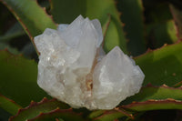 Natural White Cactus Flower Spirit Quartz Specimens x 6 From Boekenhouthoek, South Africa