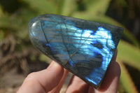 Polished Labradorite Standing Free Forms With Blue & Gold Flash  x 6 From Tulear, Madagascar - TopRock