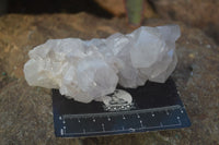 Natural White Cactus Flower Spirit Quartz Specimens x 6 From Boekenhouthoek, South Africa