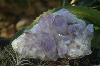 Natural Jacaranda Amethyst Clusters x 2 From Zambia