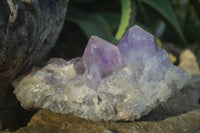 Natural Jacaranda Amethyst Clusters  x 2 From Zambia - Toprock Gemstones and Minerals 